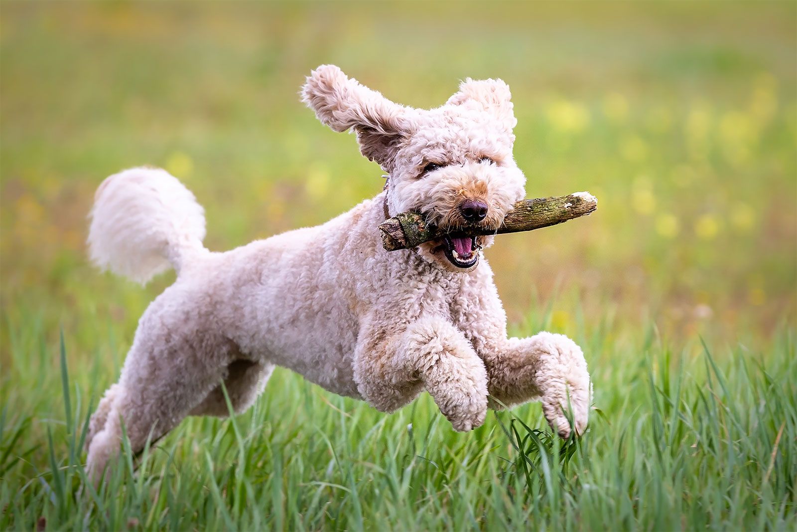 Hond die speelt in het gras